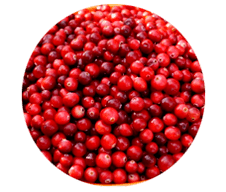 Buah lingonberry terkandung dalam kapsul Prostamin, dapat meredakan pembengkakan